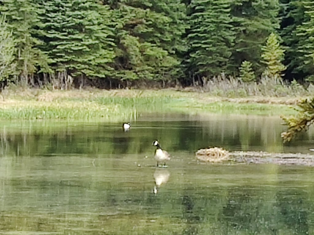 Schwabacher Landing