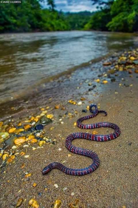 Yasuní National Park