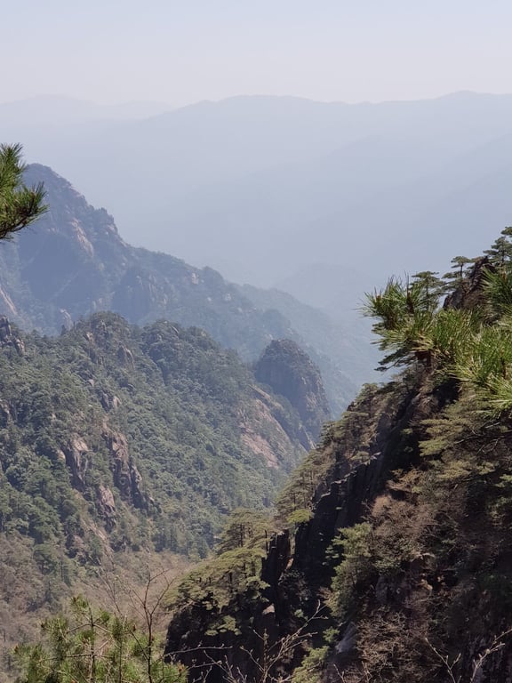 Yellow Mountain Sea-of-Clouds Pines