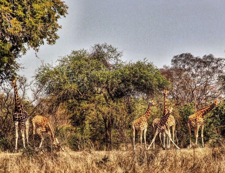 Zakouma National Park