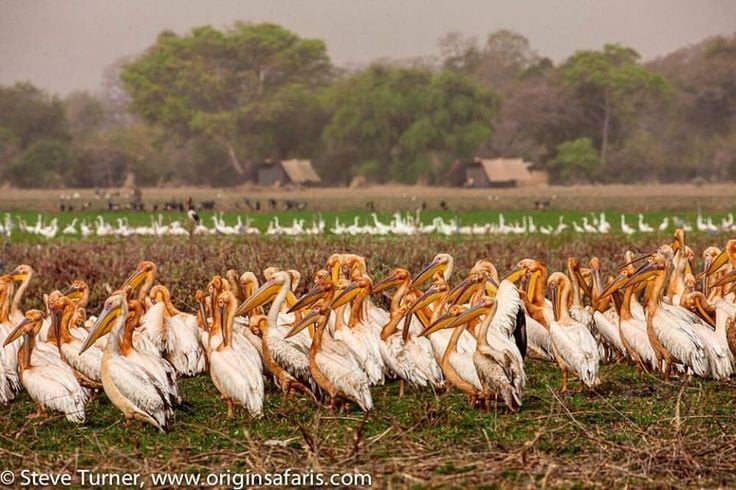 Zakouma National Park