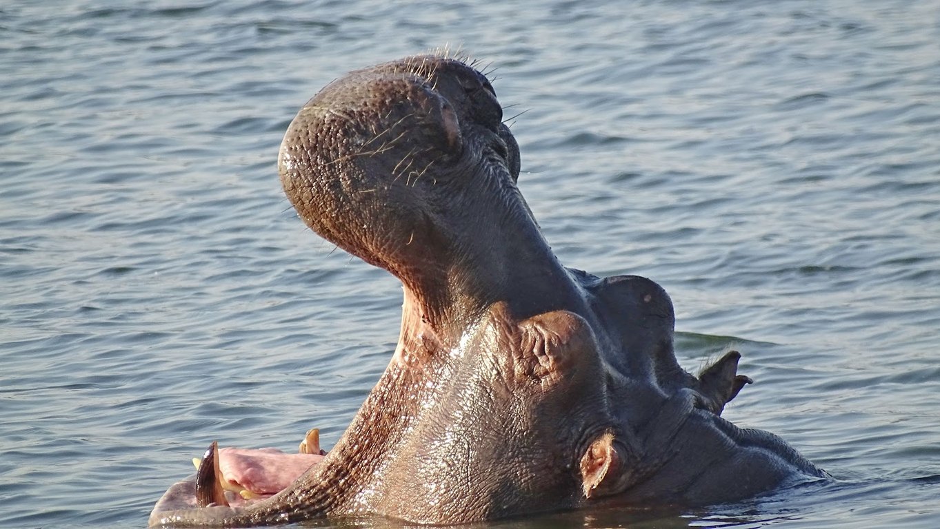 Zambezi River Sunset Cruise