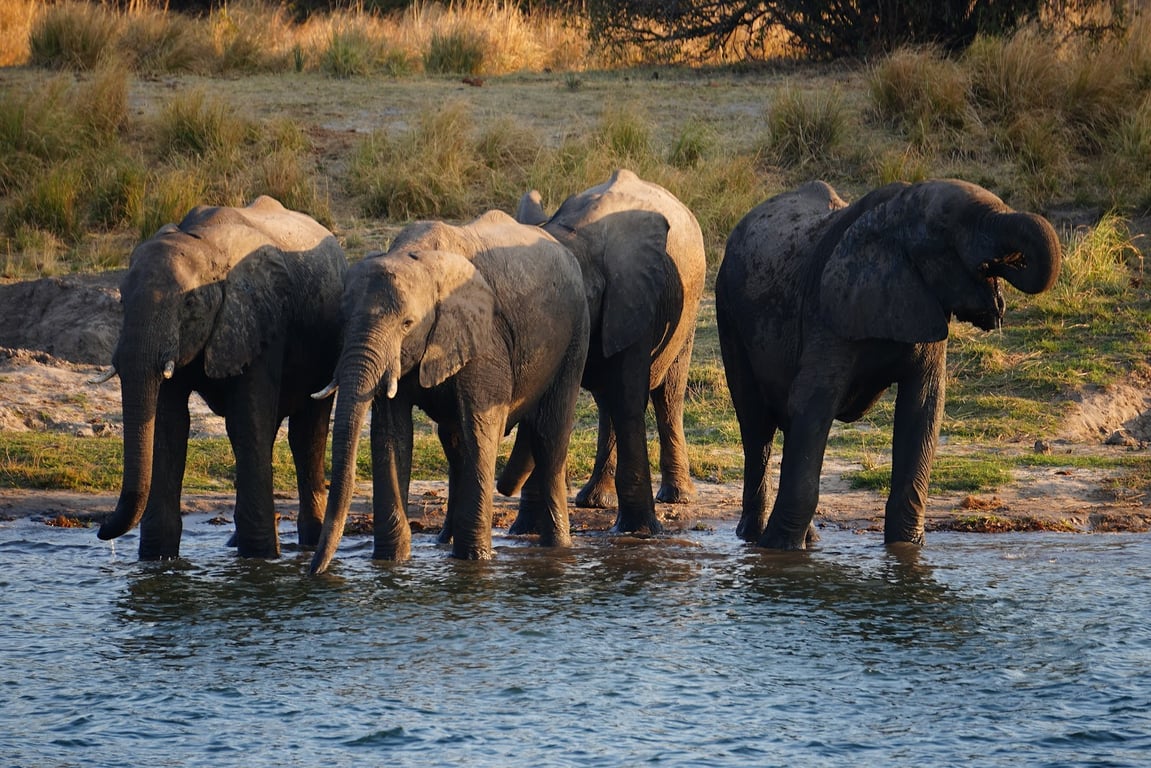 Zambezi River Sunset Cruise
