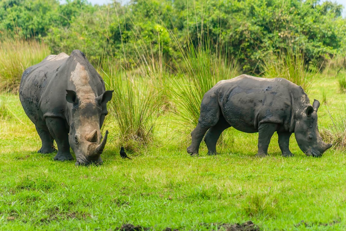 Ziwa Rhino Sanctuary