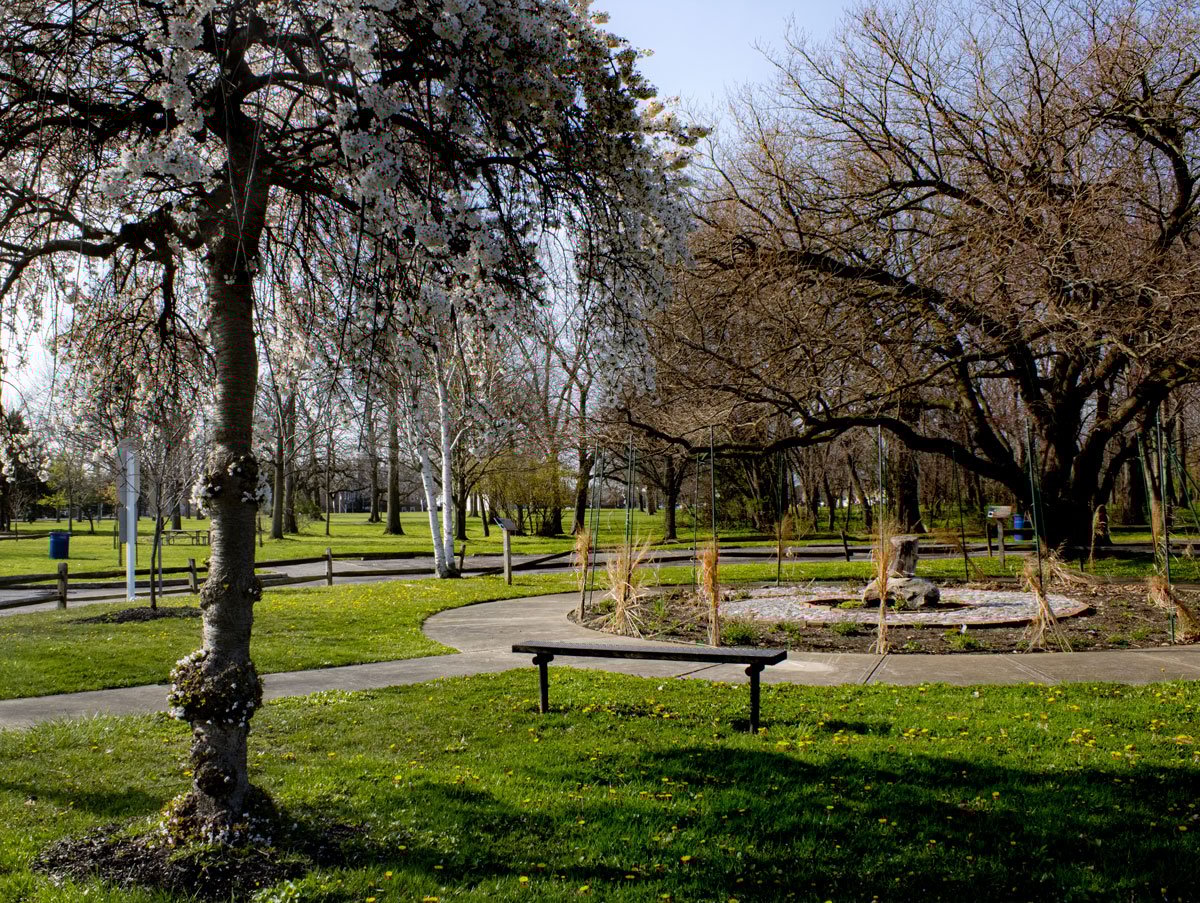 A park with trees and a bench. Green grass and a clear blue sky.