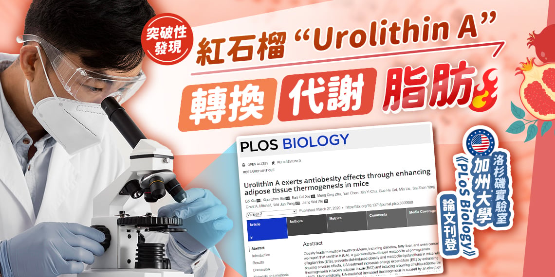 突破性發現 紅石榴“Urolithin A” 轉換 代謝 脂肪