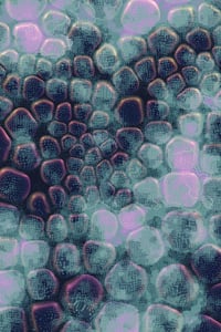 Vitreous #74 thumbnail