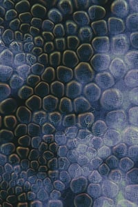 Vitreous #38 thumbnail