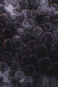 Vitreous #50 thumbnail
