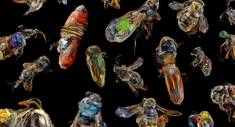 Field Guide exhibition cover