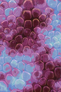 Vitreous #107 thumbnail