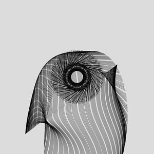 ANATOMY of a rabbit but bird #29 thumbnail