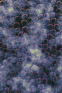 Vitreous #21 thumbnail