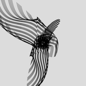 ANATOMY of a rabbit but bird #13 thumbnail