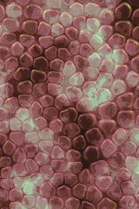 Vitreous #124 thumbnail