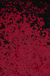 Dactylogram #17 thumbnail