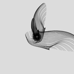 ANATOMY of a rabbit but bird #4 thumbnail