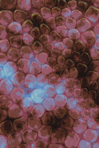 Vitreous #102 thumbnail