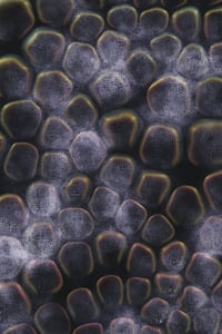 Vitreous #1 thumbnail