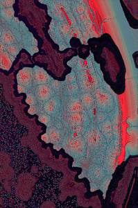 Dactylogram #19 thumbnail