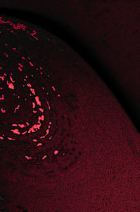 Dactylogram #5 thumbnail