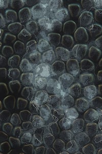 Vitreous #35 thumbnail