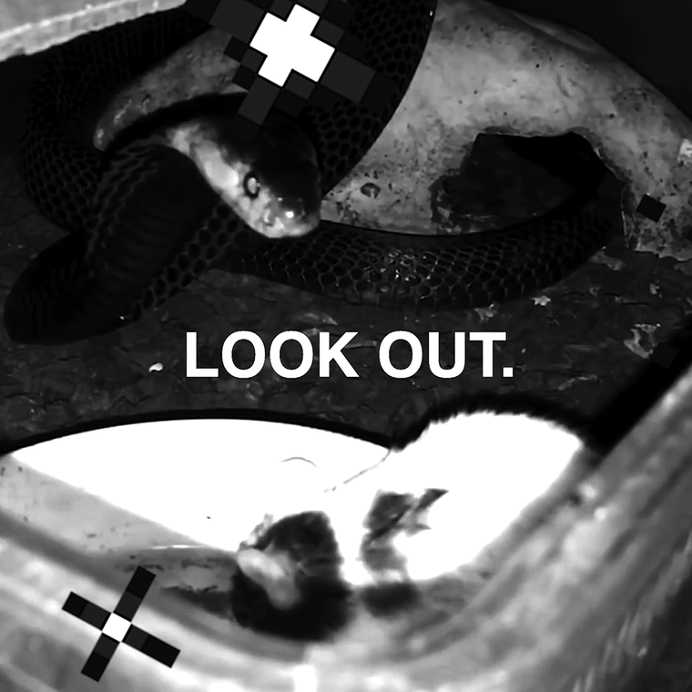 DOG-WHISTLE_V2.MP4(L8NITE-SCREENER) by shawné michaelain holloway