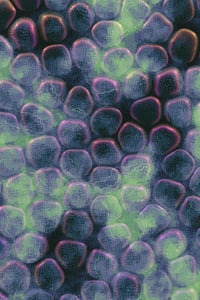Vitreous #89 thumbnail
