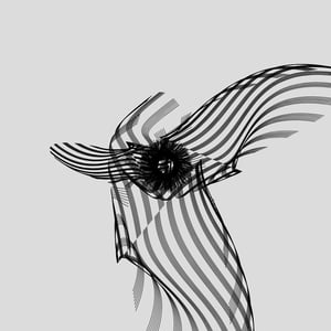 ANATOMY of a rabbit but bird #21 thumbnail