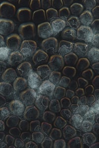 Vitreous #52 thumbnail