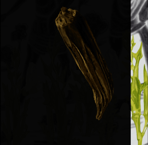 Okra Continuum thumbnail