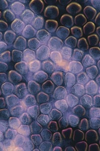 Vitreous #128 thumbnail