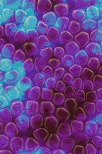 Vitreous #110 thumbnail