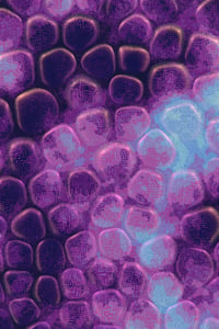 Vitreous #36 thumbnail