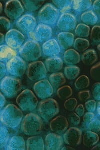 Vitreous #6 thumbnail