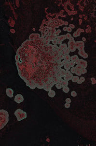 Dactylogram #112 thumbnail
