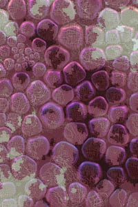 Vitreous #49 thumbnail