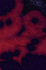 Dactylogram #37 thumbnail