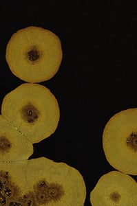 Dactylogram #16 thumbnail