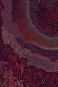 Dactylogram #21 thumbnail