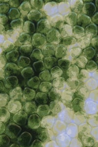 Vitreous #92 thumbnail