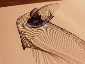ANATOMY of a rabbit but bird thumbnail