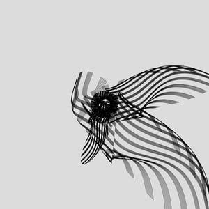 ANATOMY of a rabbit but bird #24 thumbnail