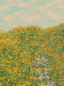 Superbloom #41 thumbnail