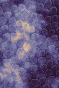 Vitreous #119 thumbnail