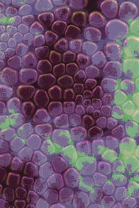 Vitreous #8 thumbnail