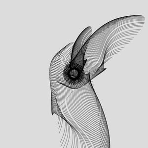ANATOMY of a rabbit but bird #1 thumbnail