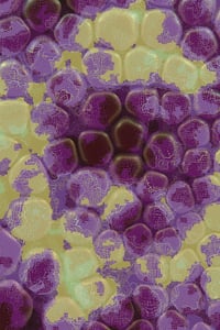 Vitreous #75 thumbnail