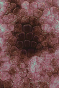 Vitreous #113 thumbnail