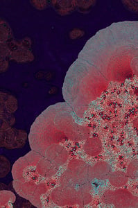 Dactylogram #101 thumbnail